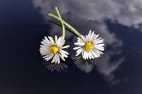 Gänseblümchen Gänseblümchen