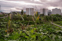 Schrebergarten vor der Tür.