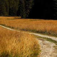 .... durch Wiesen und Wälder