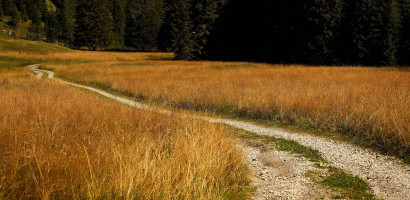 .... durch Wiesen und W&auml;lder