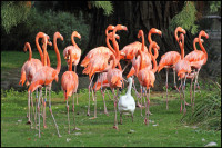 1-2-3 Flamingos im Sauseschritt-auch die kleine Gans läuft mit