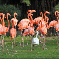 1-2-3 Flamingos im Sauseschritt-auch die kleine Gans l&auml;uft mit