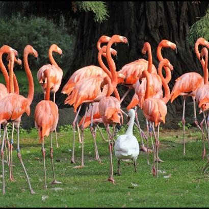 1-2-3 Flamingos im Sauseschritt-auch die kleine Gans läuft mit