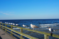 Amerik.Silbermöwe "unauffällig" zwischen den Lachmöwen