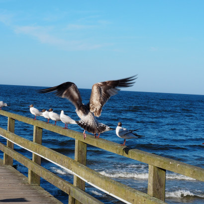 Amerik.Silbermöwe verläßt die Reihe der  Lachmöwen
