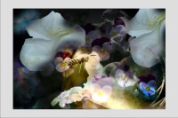 11 Helmut May - Blüten