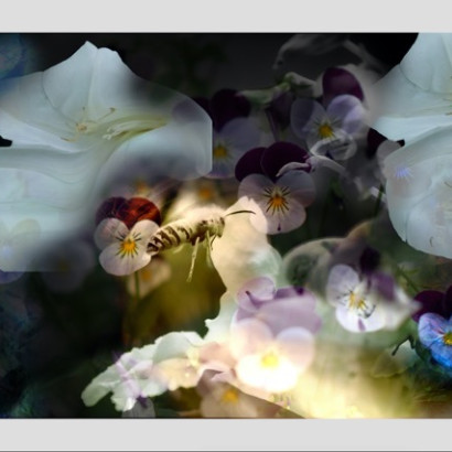 11 Helmut May - Blüten