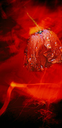 27 Helmut May - Roter Mohn