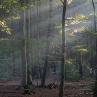 46 Stephan Tewes - Morgenlicht