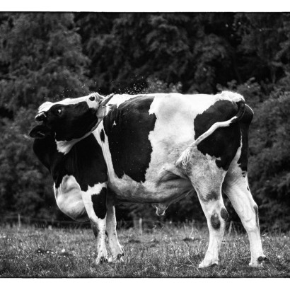 05-Poldi 05-Poldi