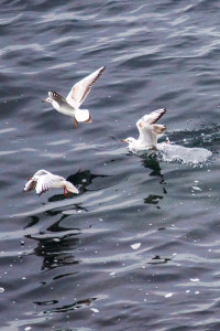 Möwe_Crozon (424)