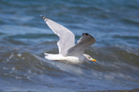 Möwen_Crozon (222)
