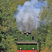 durch die grüne Wildnis 