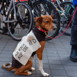 20250305 dxo deepprime xd3 x trans