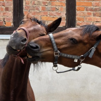 Ein Kampf um Dominanz