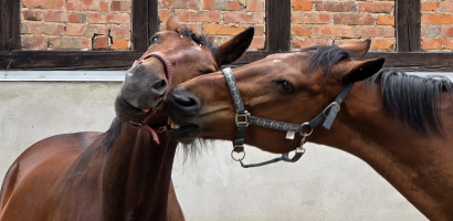 Ein Kampf um Dominanz