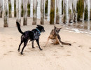 dominanz hunde