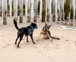 dominanz hunde