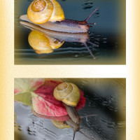 Tempo, kleine Schnecke