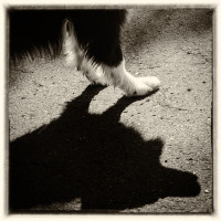 Schattenhund 2 sw Schattenhund 2 sw