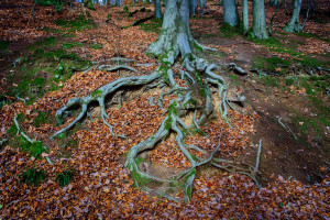 suchbild