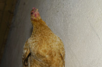 Unser Lieblingshuhn - dieses Mal von unten                     