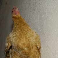 Unser Lieblingshuhn - dieses Mal von unten                     