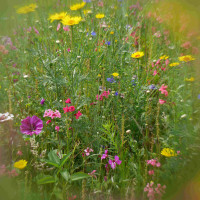 Blumenwiese im Juli