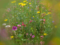 Blumenwiese im Juli