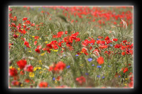 Farbenpracht in Ahrenshoop