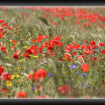 Farbenpracht in Ahrenshoop