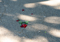 2024.08.11 koeln fotofreunde00024