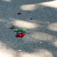 2024.08.11 koeln fotofreunde00024