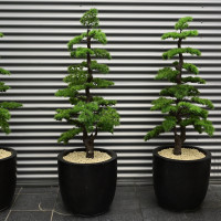 die wollten mal weihnachtsbaeume werden