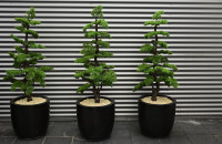 die wollten mal weihnachtsbaeume werden