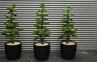 die wollten mal weihnachtsbaeume werden