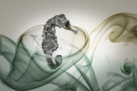 Experimente mit Rauch und Seepferd 1