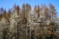 Frisch erbl&uuml;ht und abgestorben