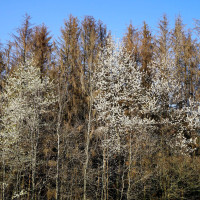 Frisch erbl&uuml;ht und abgestorben