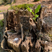 vergangenes und neues Leben