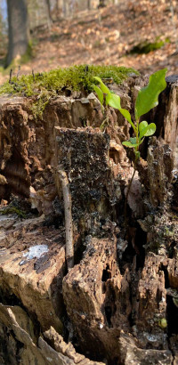 vergangenes und neues Leben