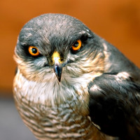 HM Raubvogel HM Raubvogel