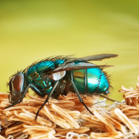 Makro Fauna Fliege 0000