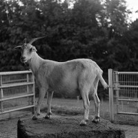 AL-20160729-Hof-Huppenhardt-analog-BW-sRGB_80_300dpi-001