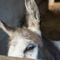 AL-20160729-Hof-Huppenhardt-sRGB_80_300dpi-001