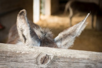 AL-20160729-Hof-Huppenhardt-sRGB_80_300dpi-002