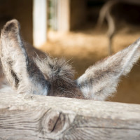 AL-20160729-Hof-Huppenhardt-sRGB_80_300dpi-002