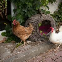 AL-20160729-Hof-Huppenhardt-sRGB_80_300dpi-003