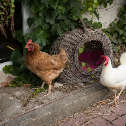 AL-20160729-Hof-Huppenhardt-sRGB_80_300dpi-003