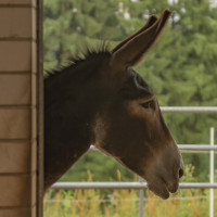 AL-20160729-Hof-Huppenhardt-sRGB_80_300dpi-005